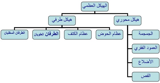 مخطط